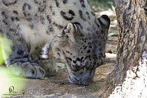 SacZoo_PH21_IMG_0686.jpg