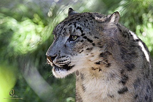 SacZoo_PH21_IMG_0695.jpg