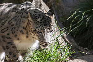 SacZoo_PH21_IMG_0699.jpg