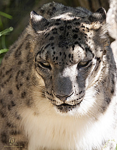 SacZoo_PH21_IMG_0703.jpg