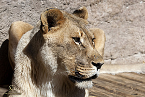 SacZoo_PH21_IMG_0730.jpg