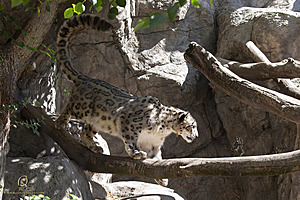SacZoo_PH21_IMG_0763.jpg