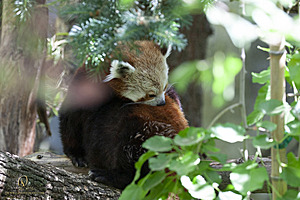 SacZoo_PH21_IMG_0801.jpg