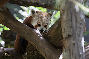 SacZoo_PH21_IMG_0822.jpg