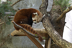 SacZoo_PH21_IMG_0837.jpg