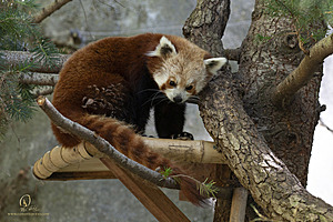 SacZoo_PH21_IMG_0839.jpg