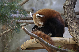 SacZoo_PH21_IMG_0860.jpg