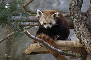 SacZoo_PH21_IMG_0877.jpg