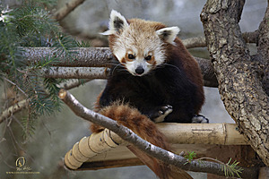 SacZoo_PH21_IMG_0883.jpg