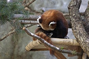 SacZoo_PH21_IMG_0898.jpg