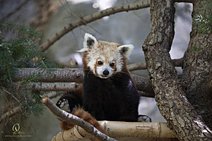 SacZoo_PH21_IMG_0934.jpg