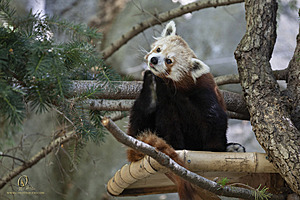 SacZoo_PH21_IMG_0938.jpg