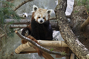 SacZoo_PH21_IMG_0959.jpg