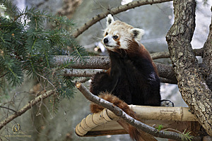 SacZoo_PH21_IMG_0962.jpg