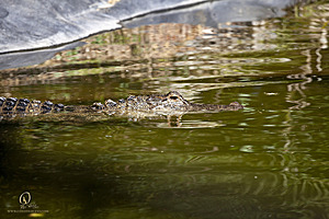 SacZoo_PH21_IMG_0971.jpg