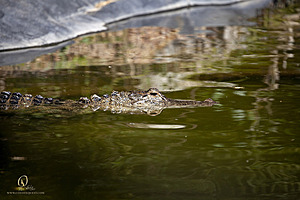 SacZoo_PH21_IMG_0977.jpg