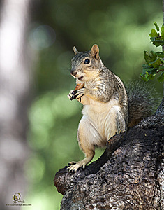 SacZoo_PH21_IMG_0986.jpg