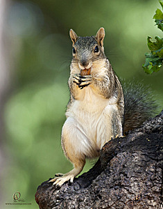 SacZoo_PH21_IMG_0990.jpg