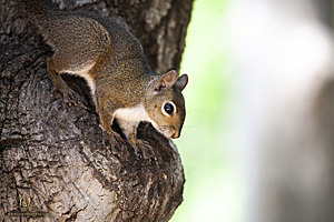 SacZoo_PH21_IMG_1030.jpg