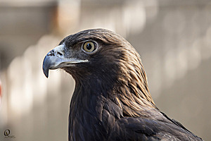 raptors_PR17_IMG_6630.jpg
