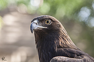raptors_PR17_IMG_6634.jpg