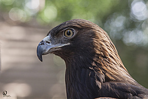 raptors_PR17_IMG_6642.jpg