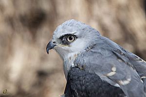 raptors_PR17_IMG_6650.jpg