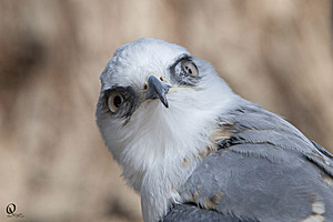 raptors_PR17_IMG_6652.jpg