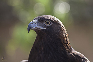 raptors_PR17_IMG_6671.jpg