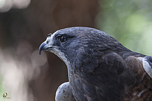 raptors_PR17_IMG_6699.jpg