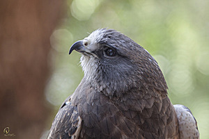 raptors_PR17_IMG_6709.jpg