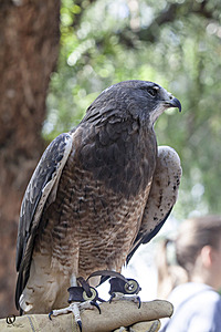 raptors_PR17_IMG_6713.jpg