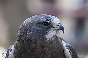 raptors_PR17_IMG_6720.jpg