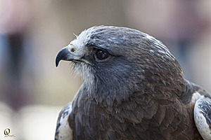 raptors_PR17_IMG_6721.jpg