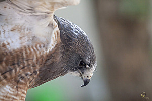 raptors_PR17_IMG_6726.jpg