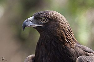 raptors_PR17_IMG_6750.jpg