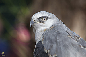 raptors_PR17_IMG_6774.jpg