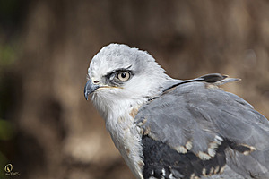 raptors_PR17_IMG_6786.jpg