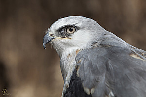raptors_PR17_IMG_6787.jpg