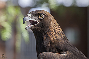 raptors_PR17_IMG_6802.jpg