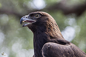 raptors_PR17_IMG_6834.jpg