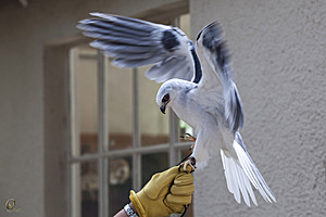 raptors_PR17_IMG_6836.jpg
