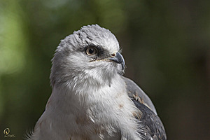 raptors_PR17_IMG_6875.jpg
