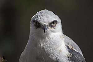 raptors_PR17_IMG_6893.jpg