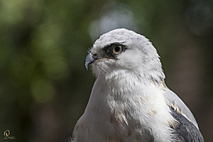raptors_PR17_IMG_6896.jpg