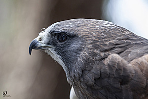 raptors_PR17_IMG_6936.jpg