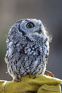 raptors_PR17_IMG_1663.jpg