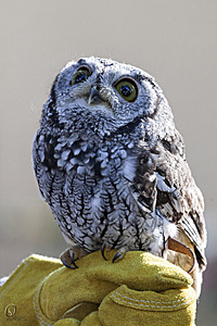 raptors_PR17_IMG_1668.jpg