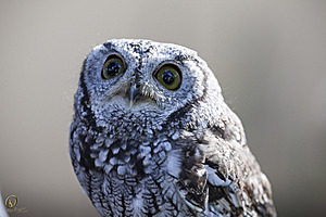 raptors_PR17_IMG_1677.jpg