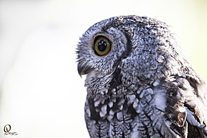 raptors_PR17_IMG_1685.jpg